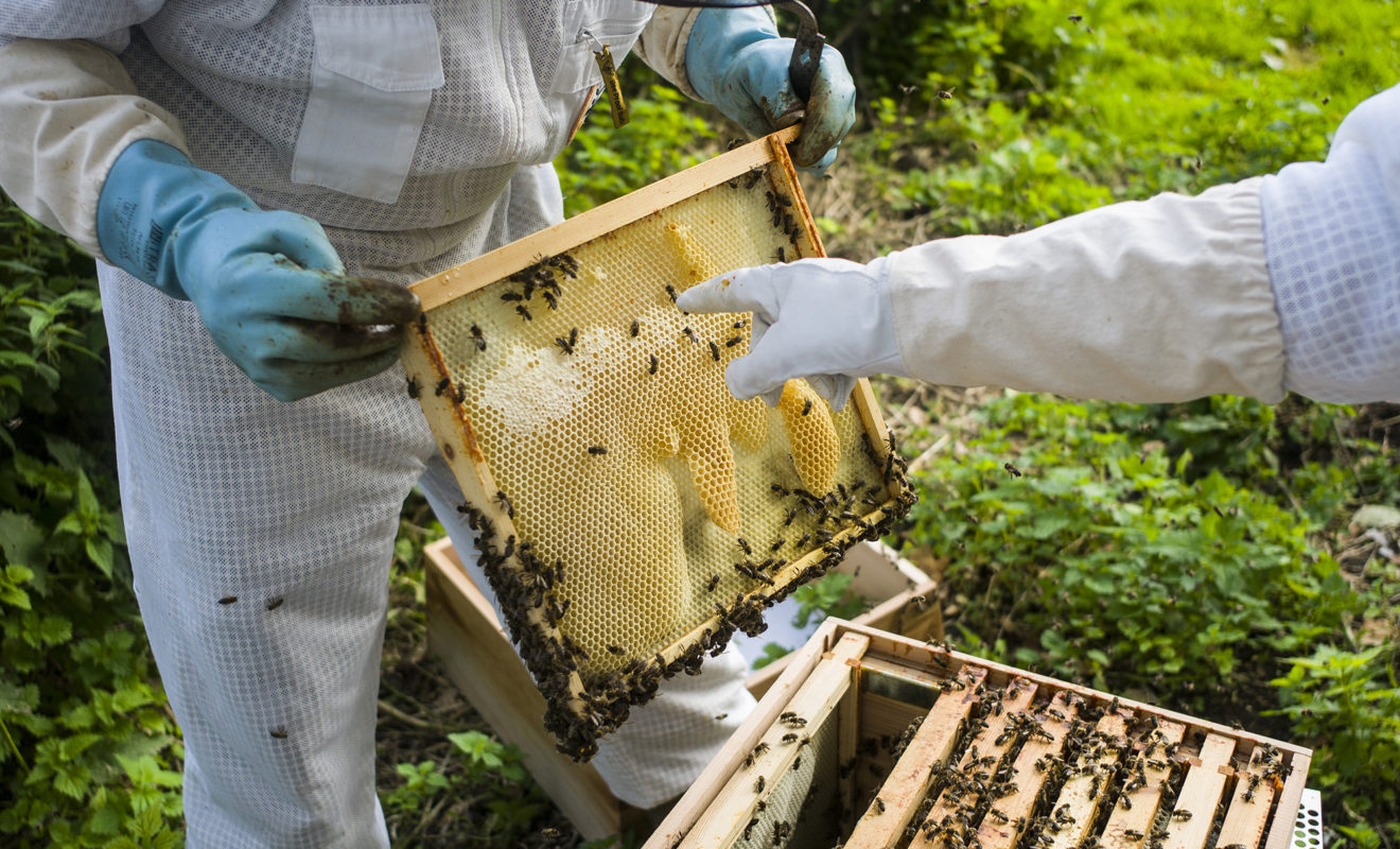 beekeeper holding beehive frame