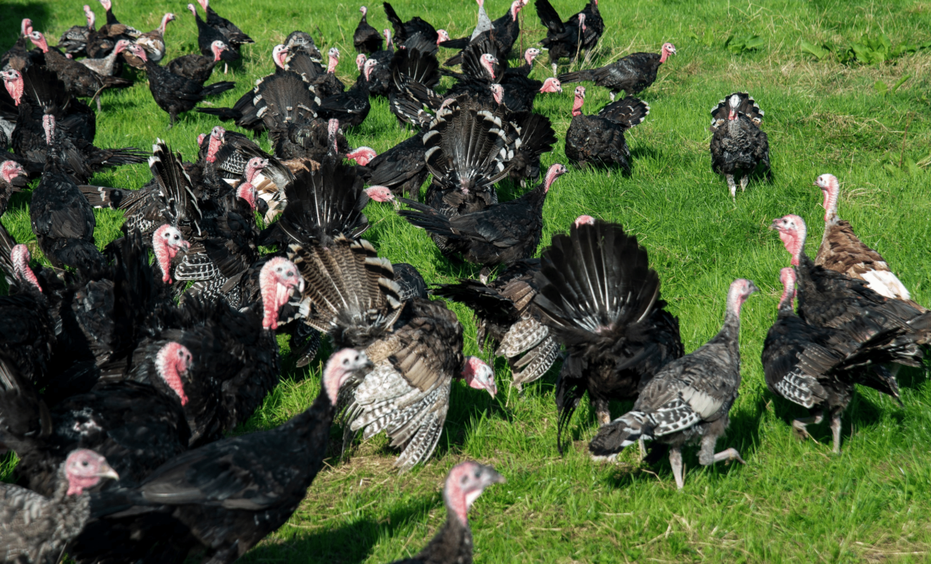 Free Range Turkeys in a grass field