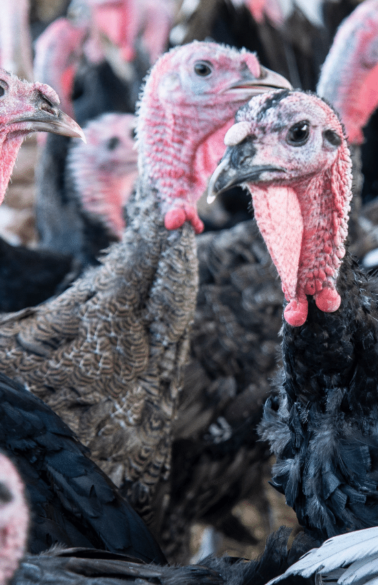 Free Range Turkeys near Louth