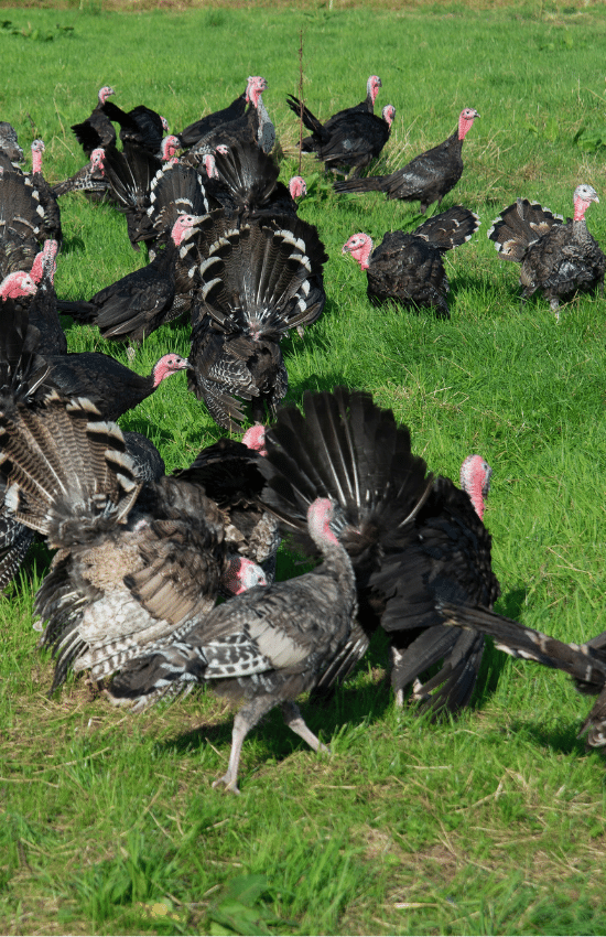 Free range Turkeys in grass field