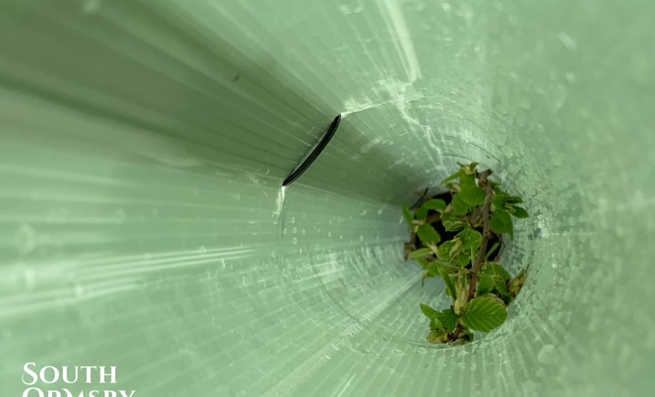 planted Hedge