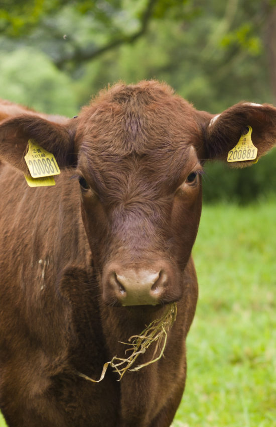 portrait of Lincoln Red Cattle