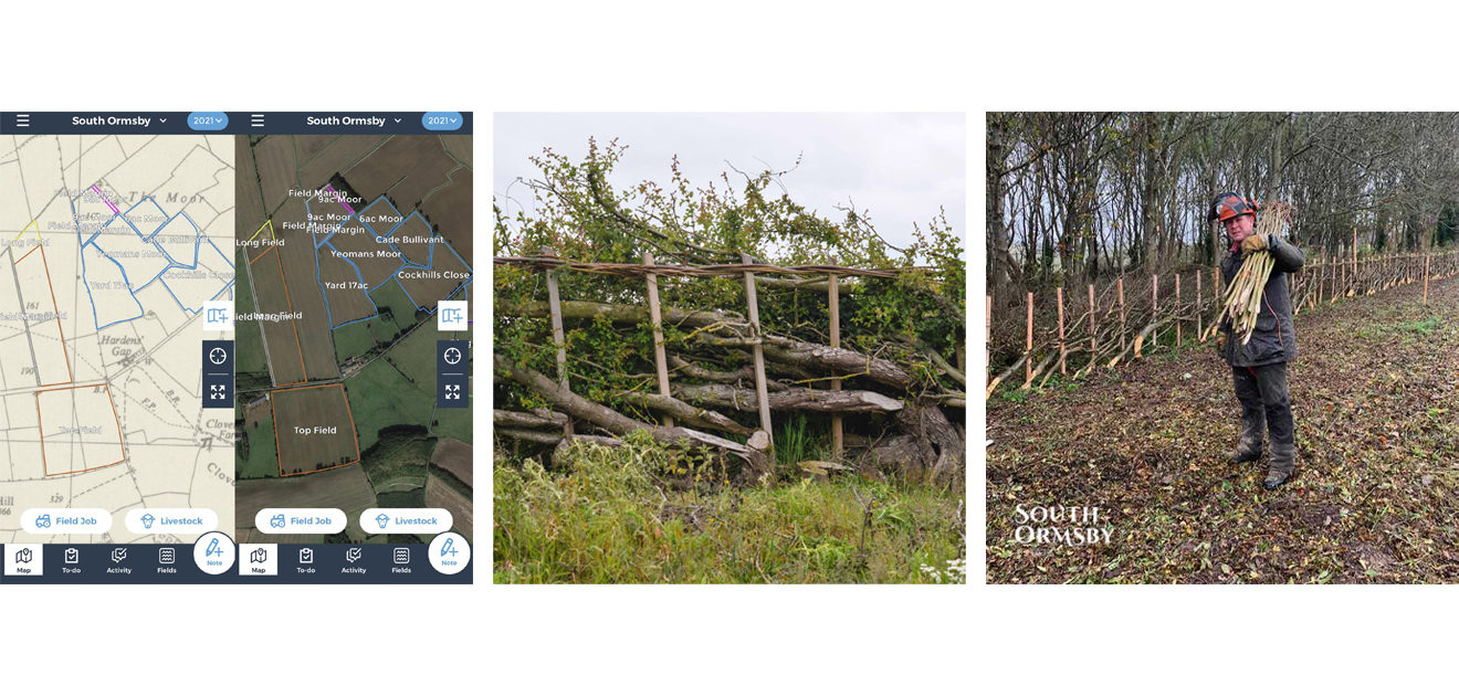 hedge laying