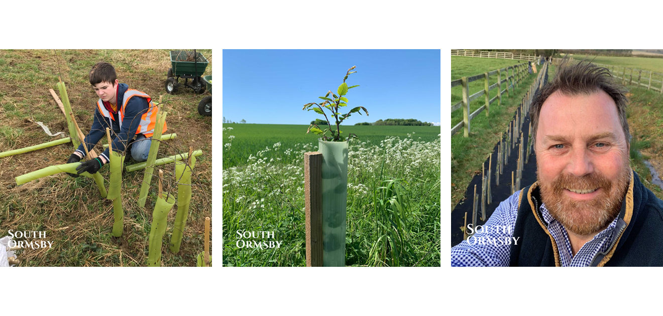 hedge planting