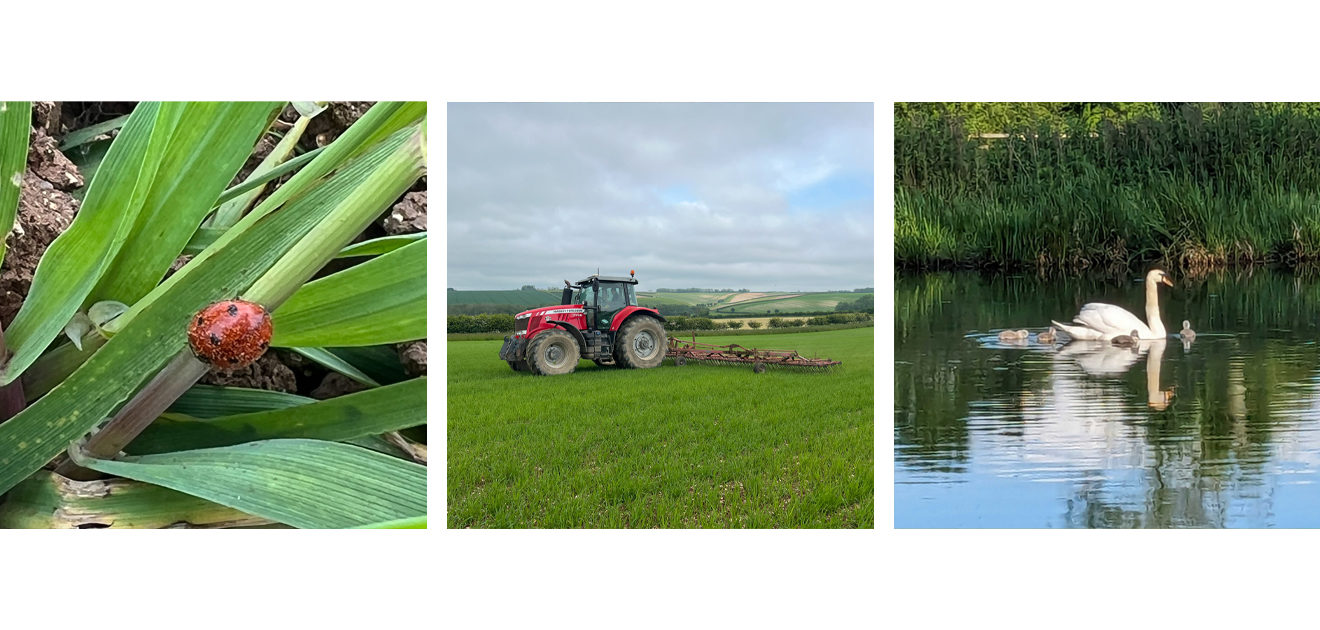 farming