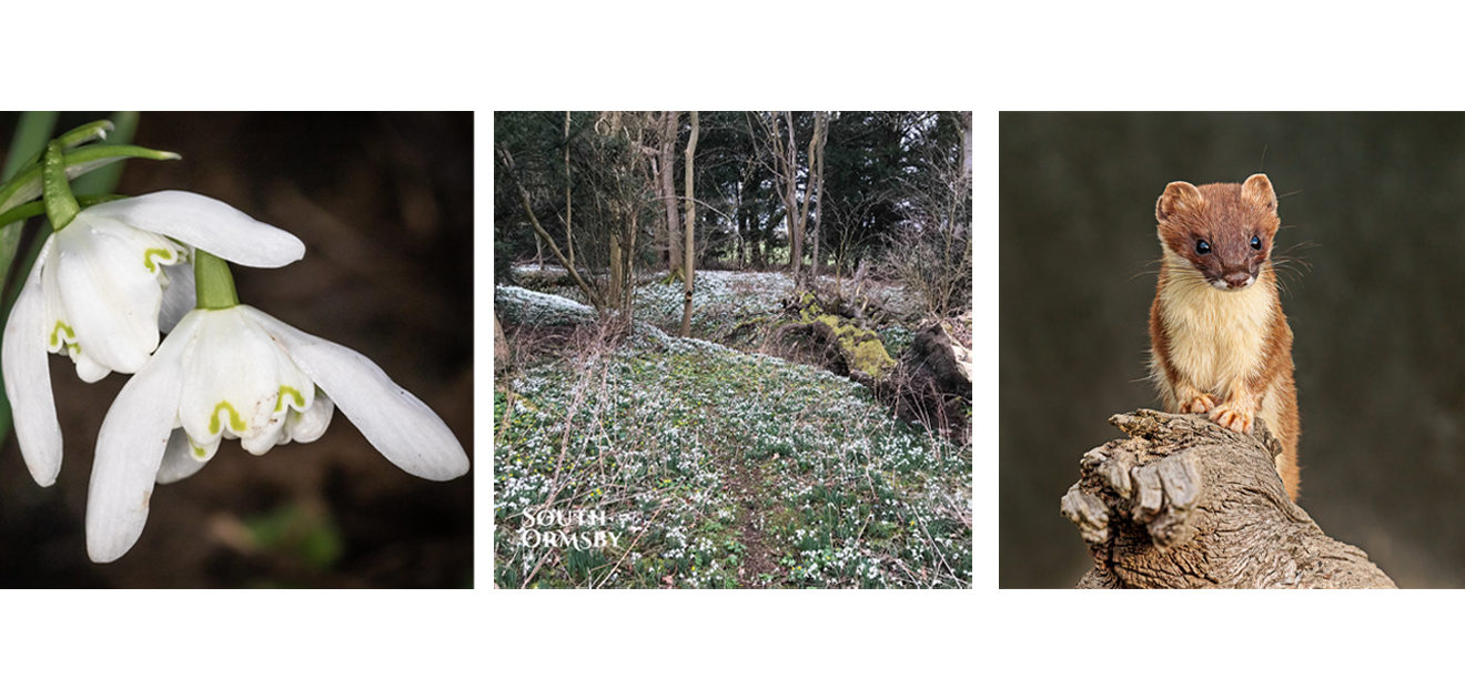 snowdrops