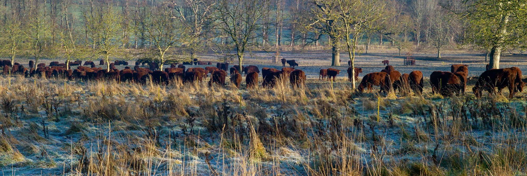 lincoln red cattle winter grazing
