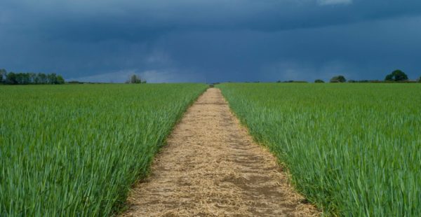 A field in the Lincolnshire Wolds