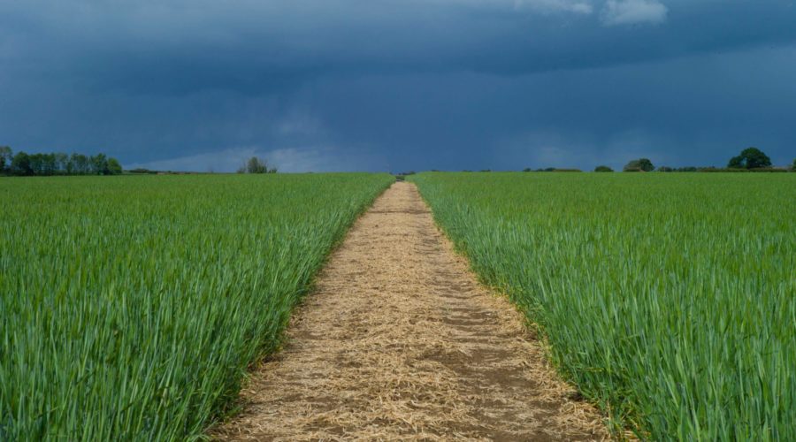 A field in the Lincolnshire Wolds