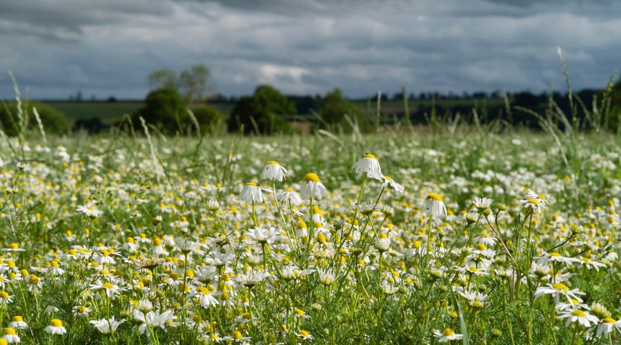 A group of daises in the Lincolnshire Wolds