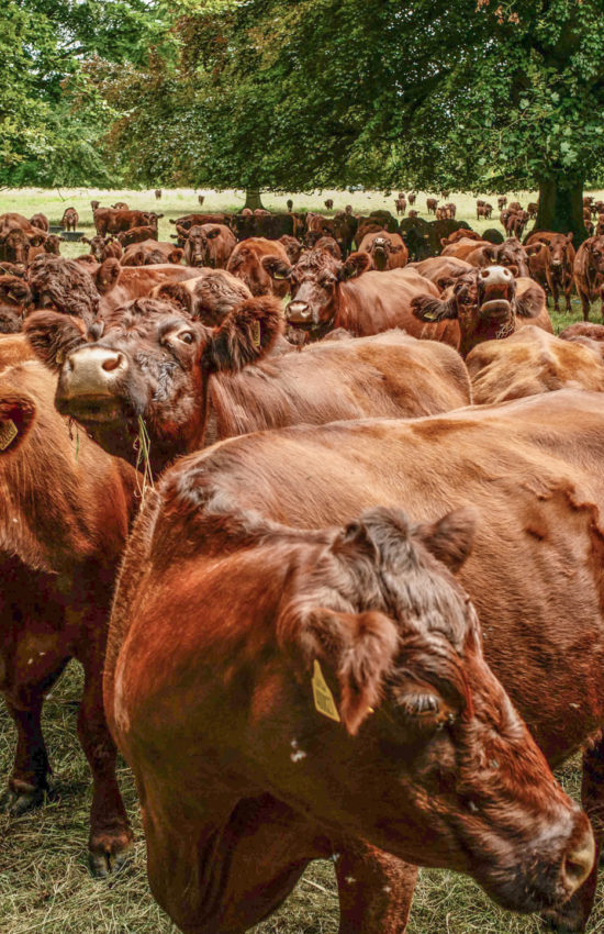 Lincoln Red Cattle