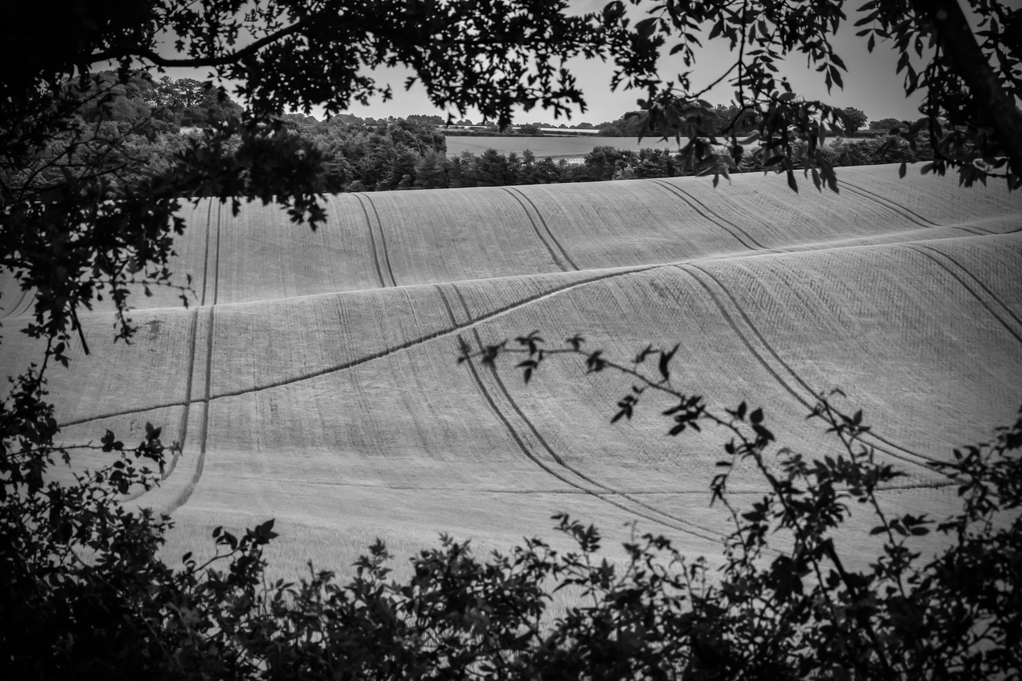 Black & White Open Fields Banner