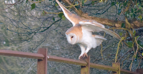 Barn owl taking flight at South Ormsby