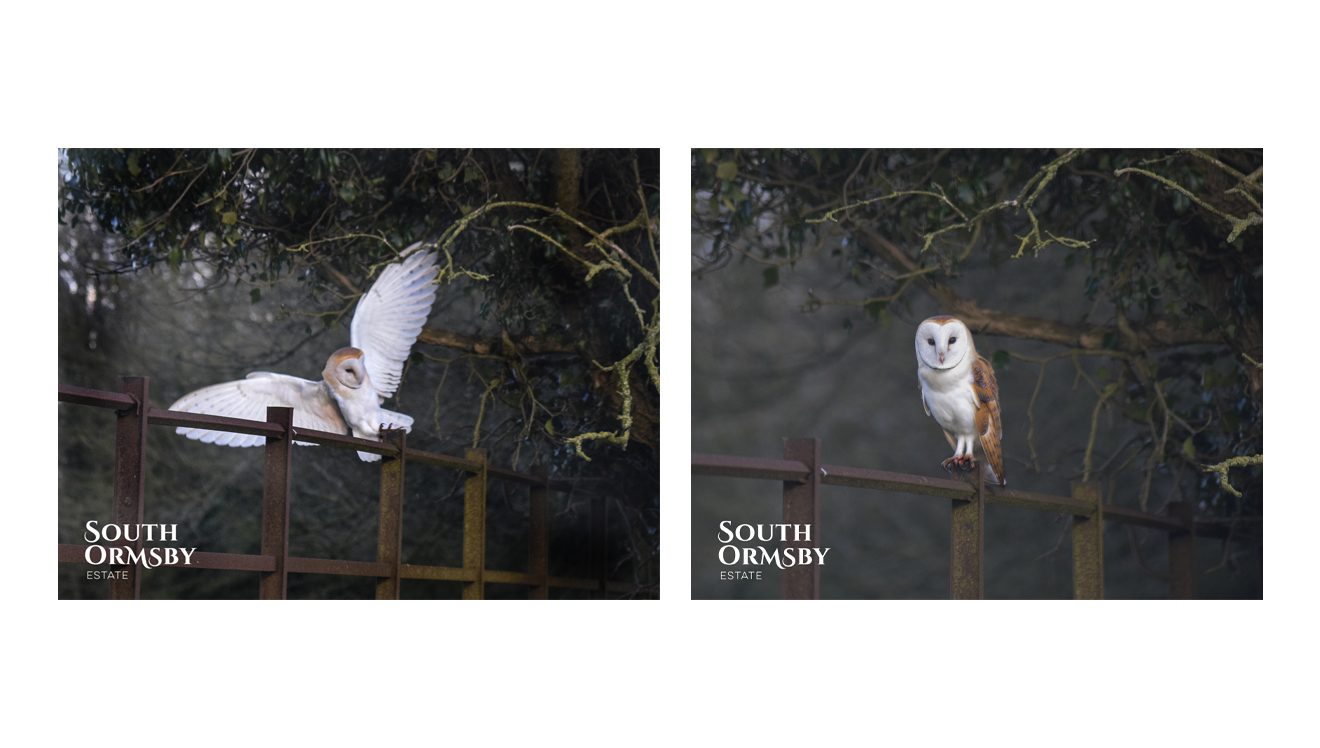 barn owl