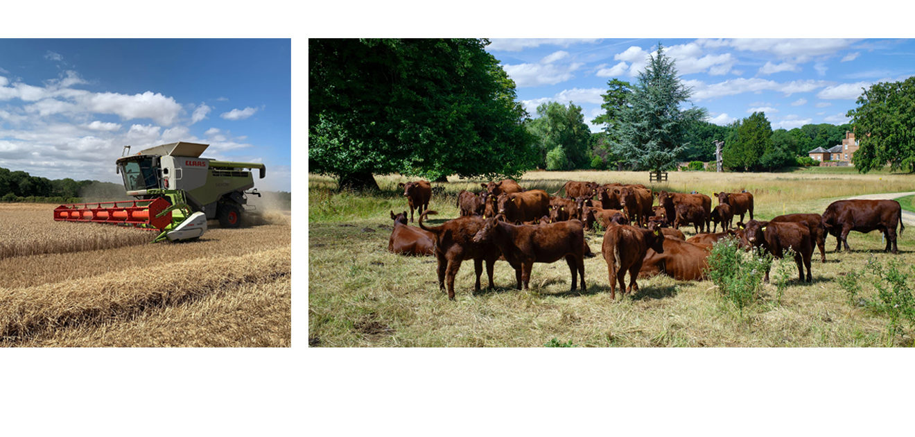 harvester & cattle