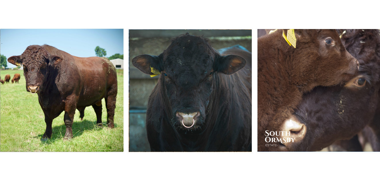 lincoln red cattle