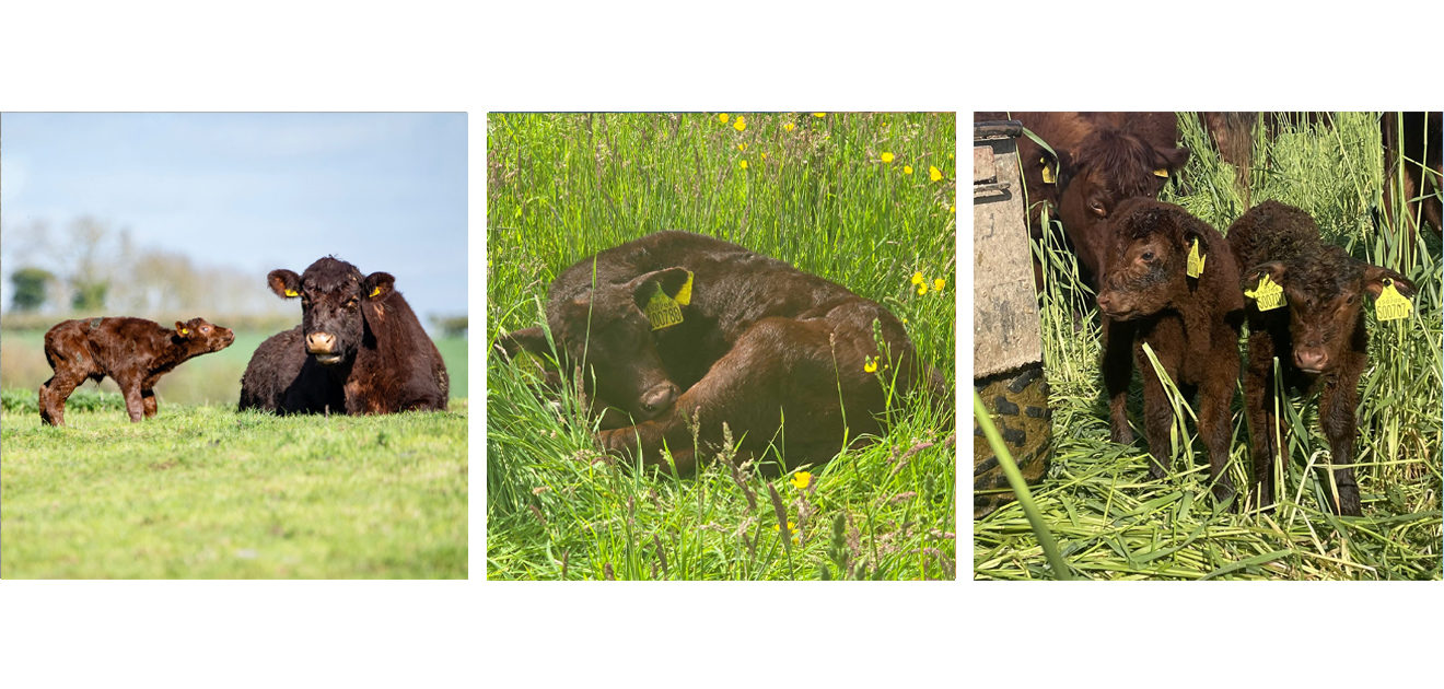 lincoln red cattle