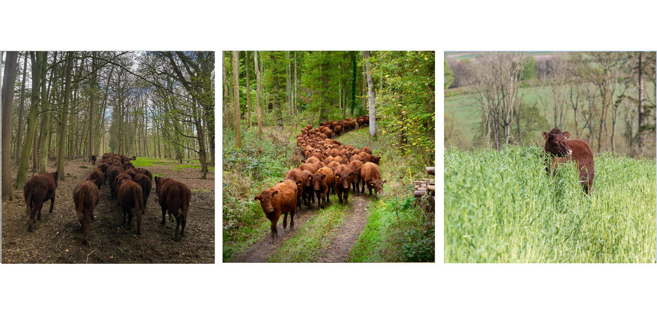 lincoln red cattle