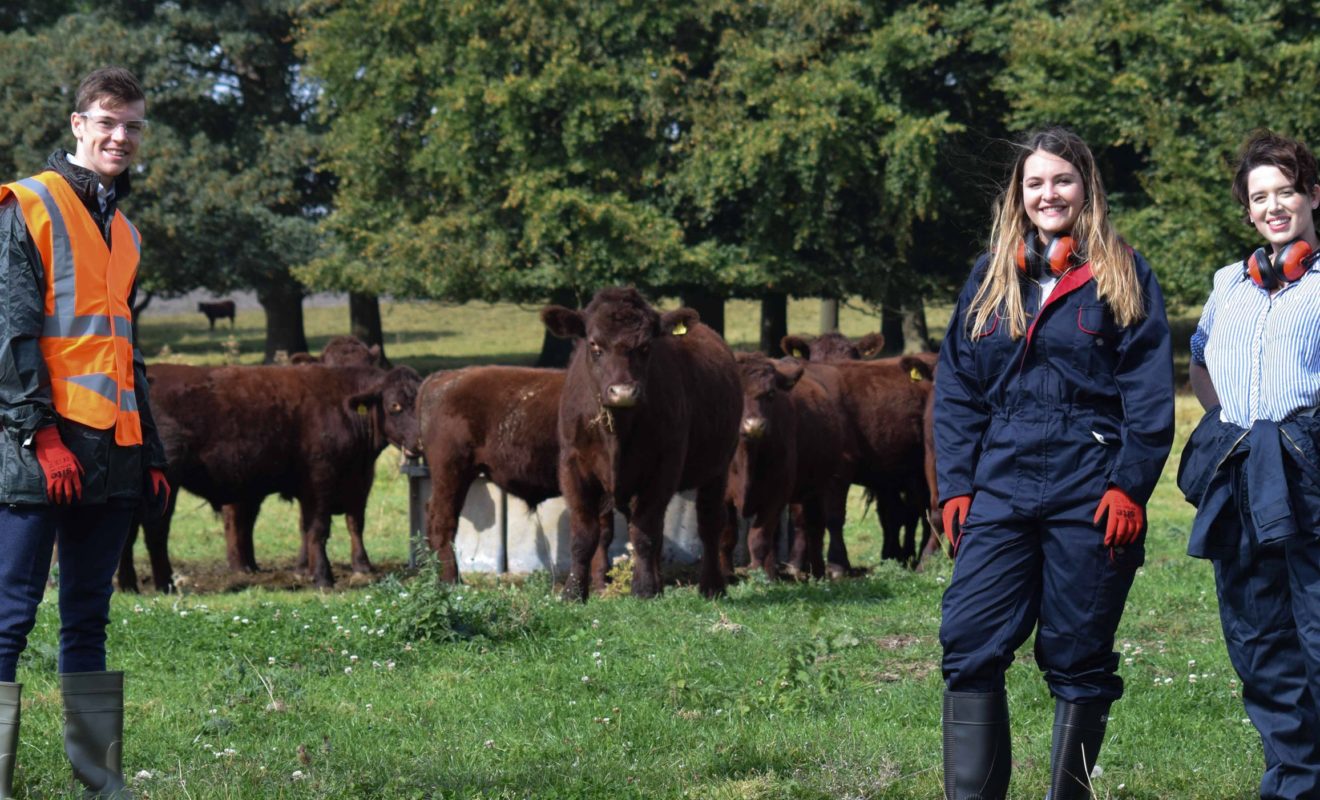 people In Front Of Cows