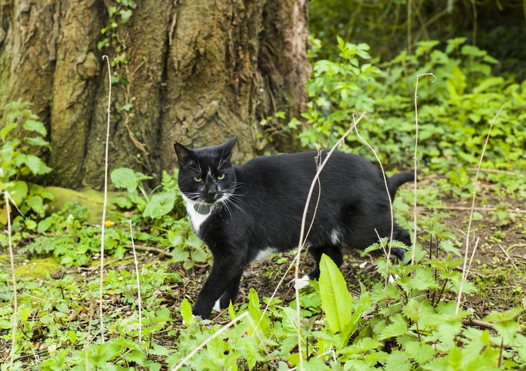 The cat in the woods