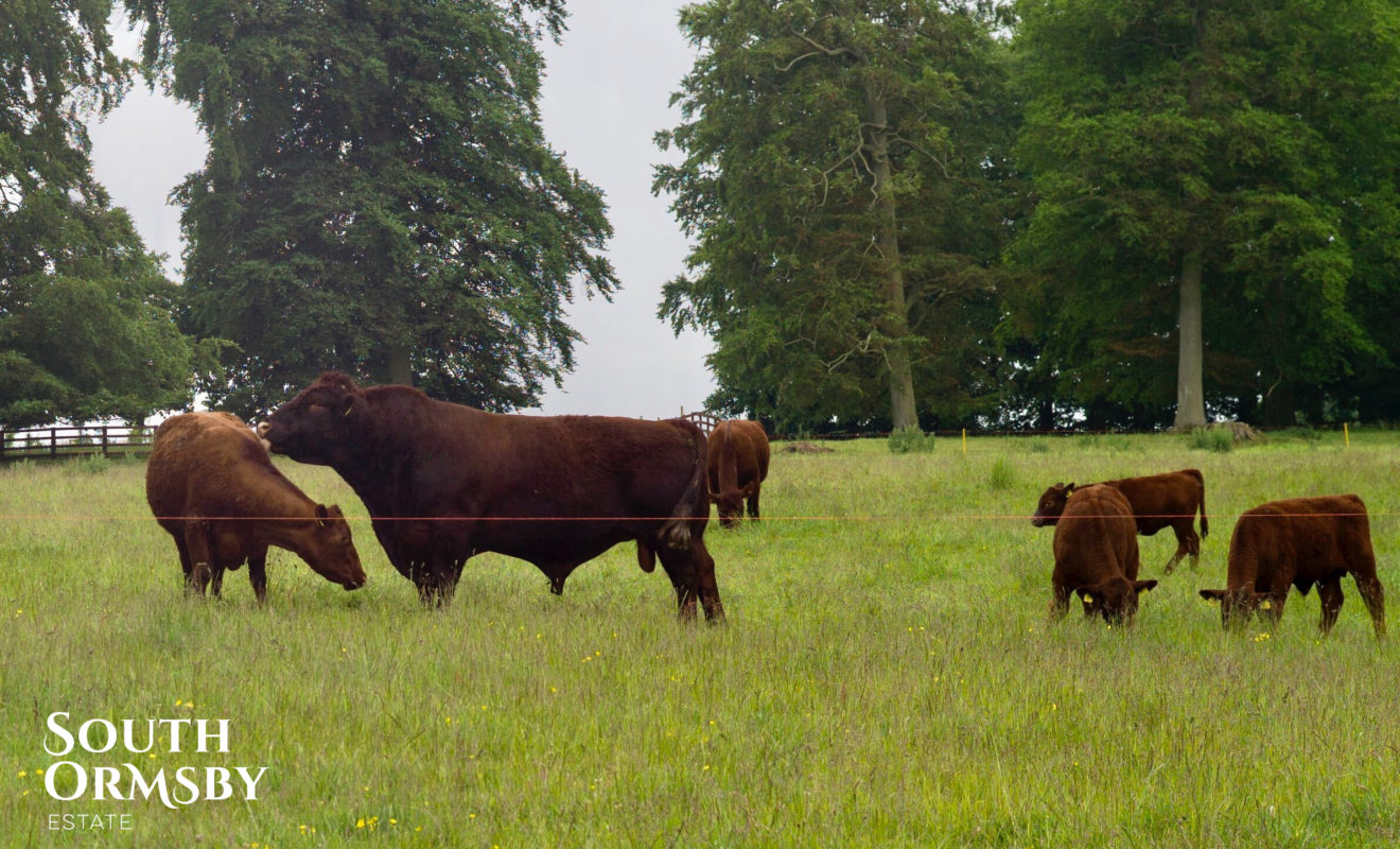 cattle family