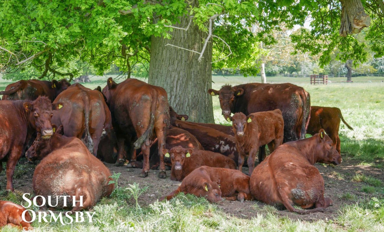 cattle under tree
