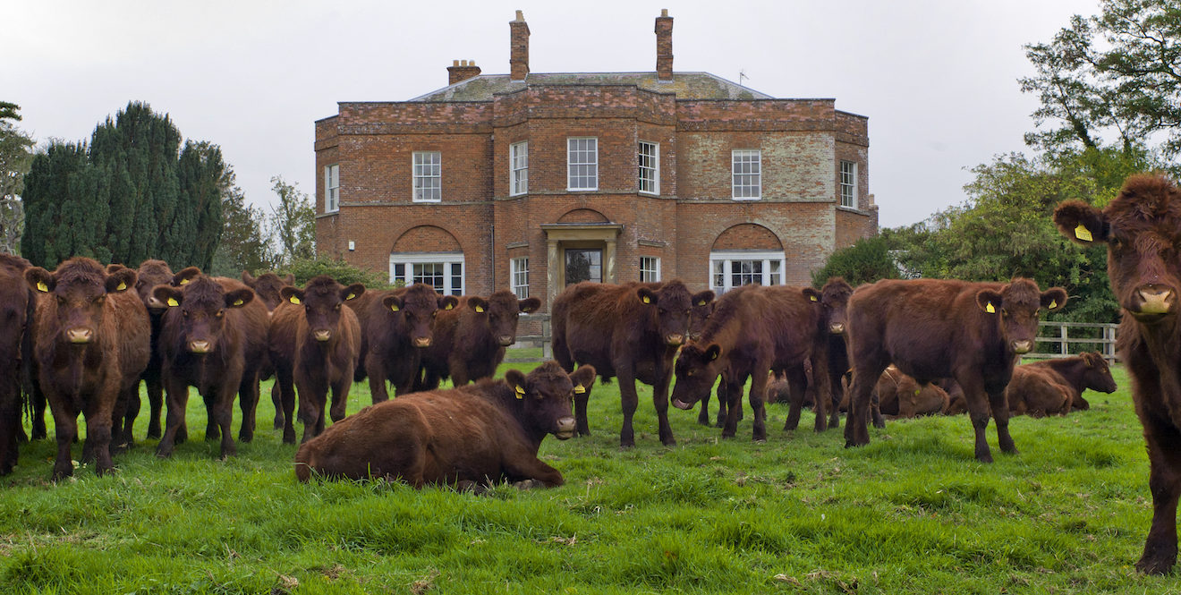 Cows At The Estate