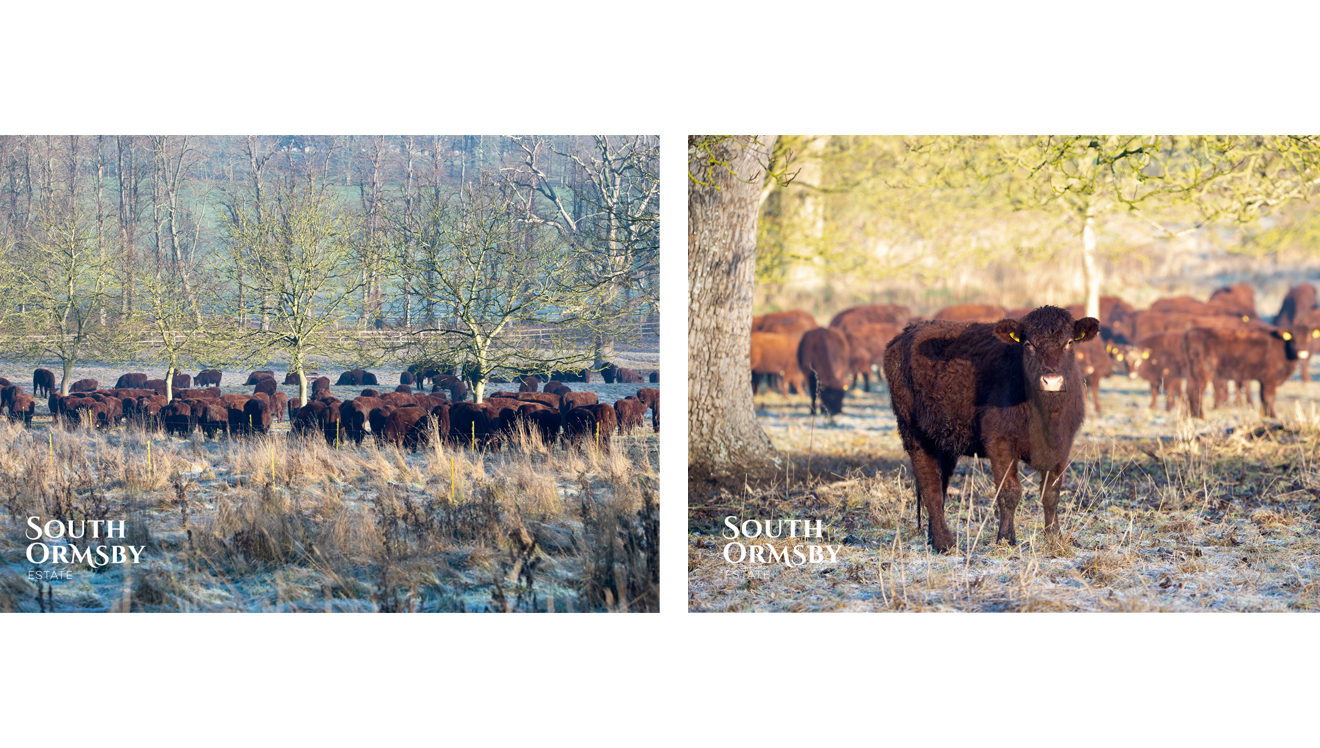 Lincoln Red cattle winter grazing