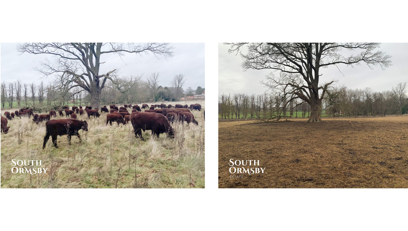 lincoln red cattle winter grazing