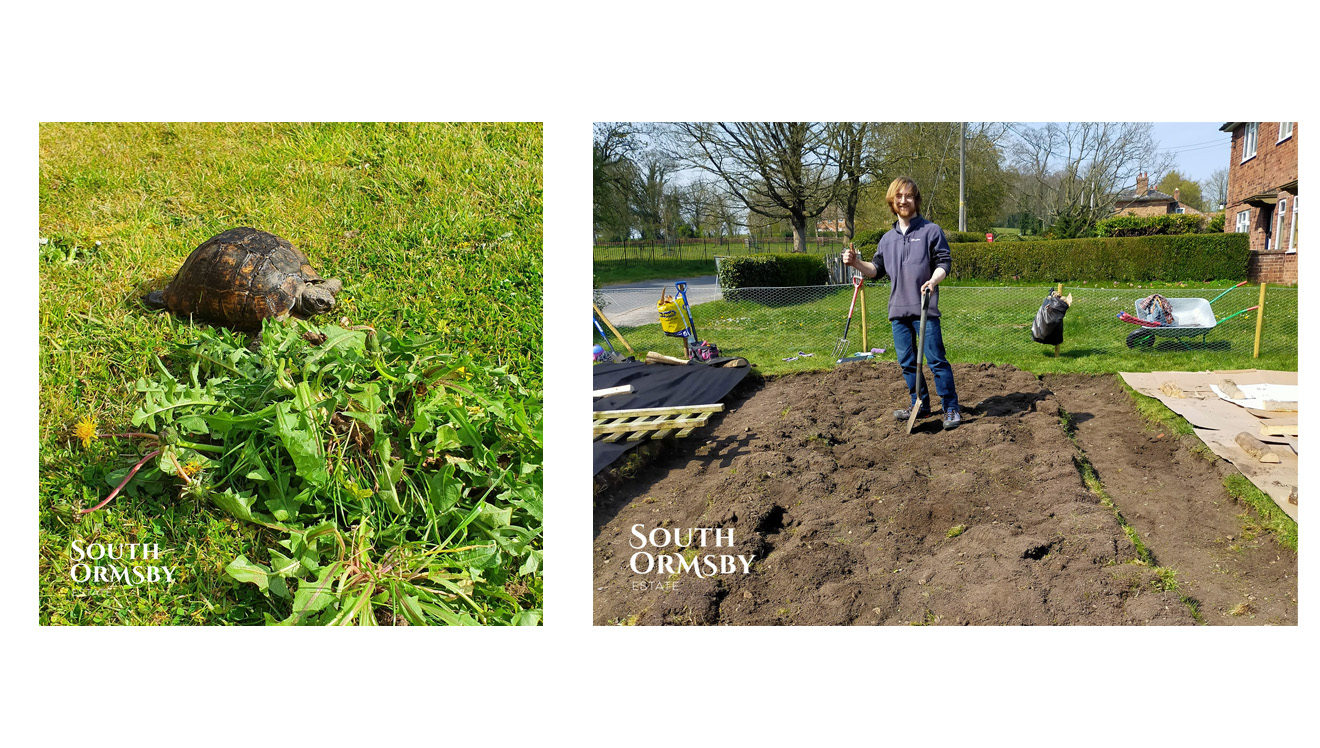 Toit the tortoise and Toby Ridsdale, Community Vegetable Gardener