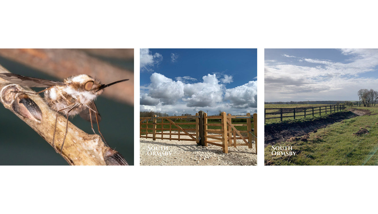 bee fly, new fencing and old fence posts