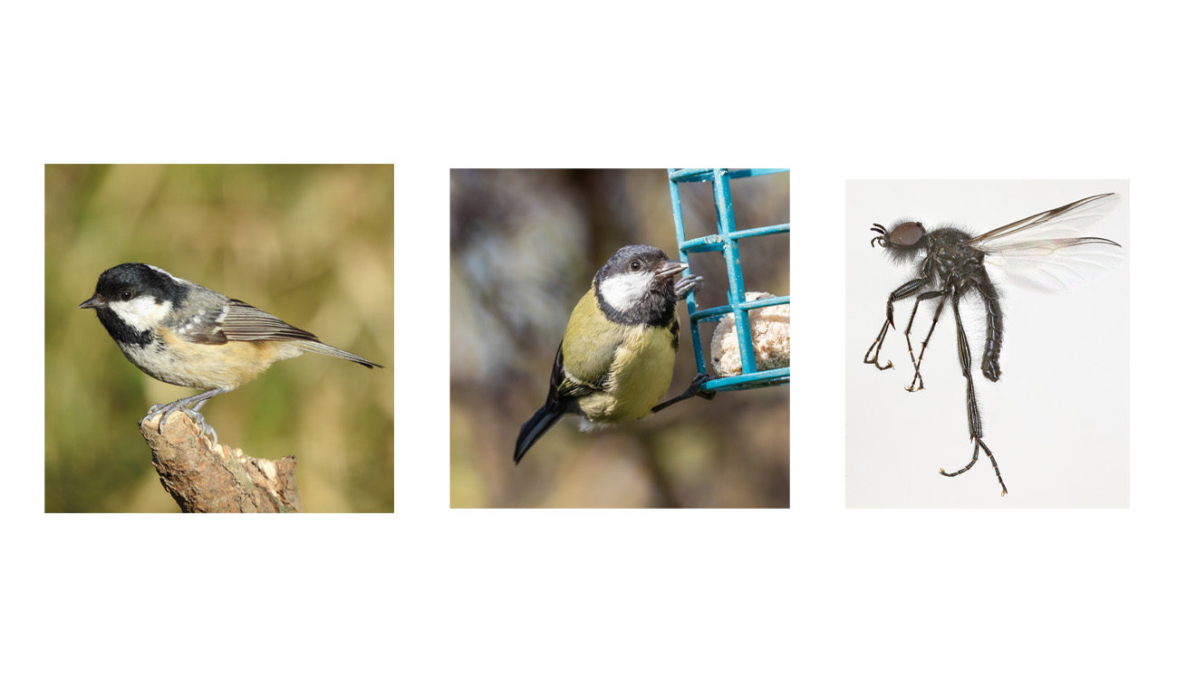 Collage Of Birds & Insect