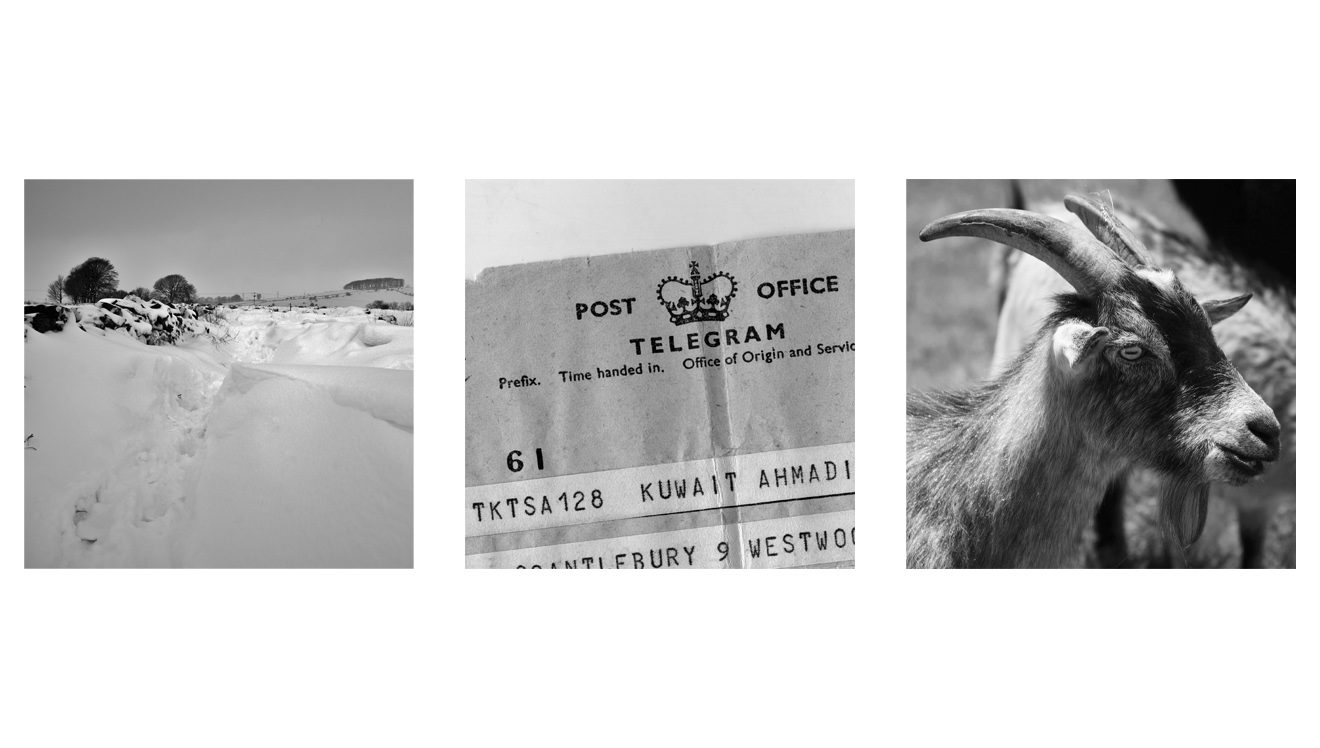 snow, telegram & goat