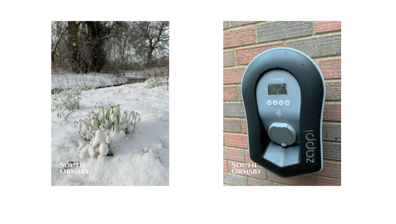 snowdrops in snow & Zappi charger