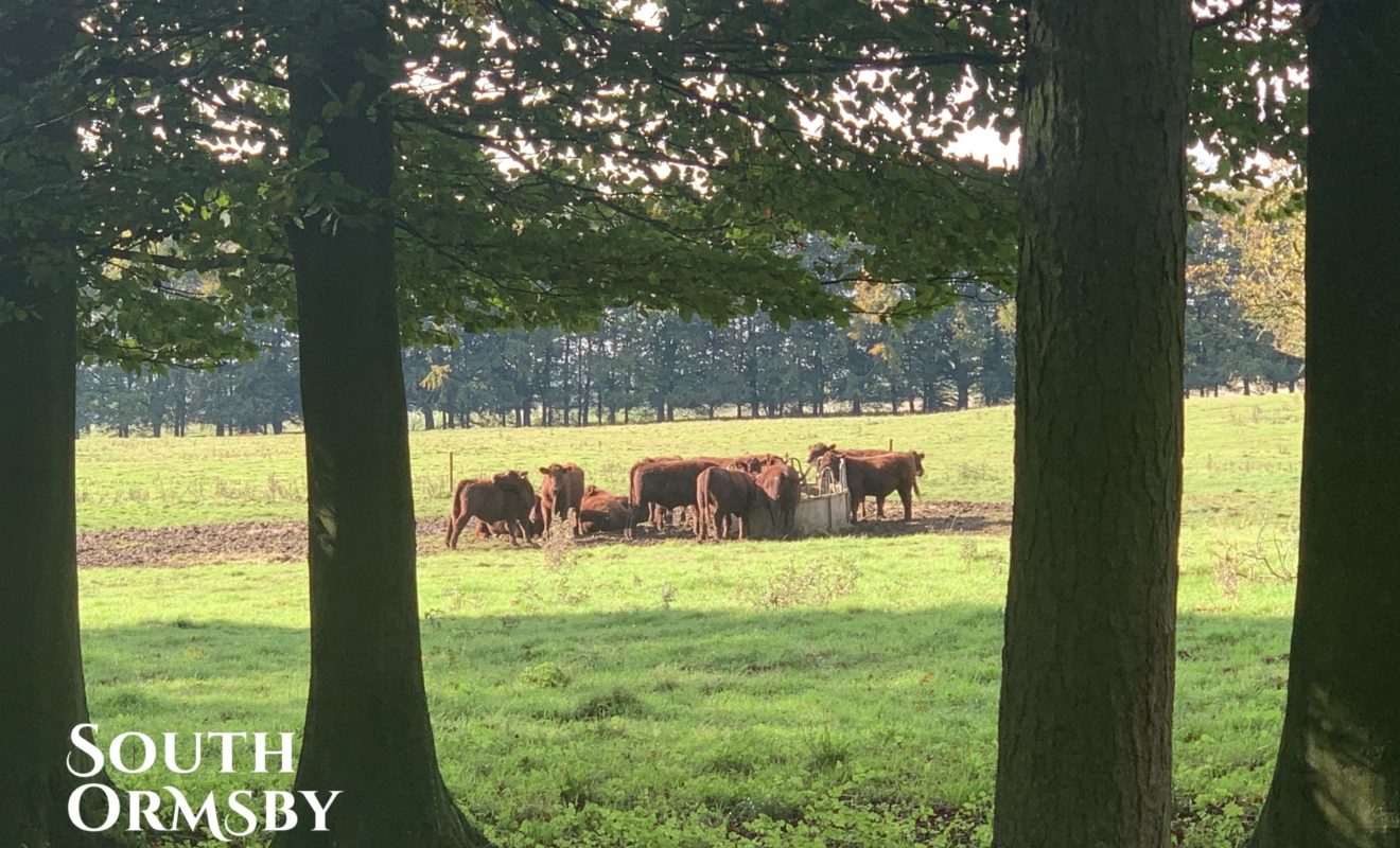 Cows Feeding