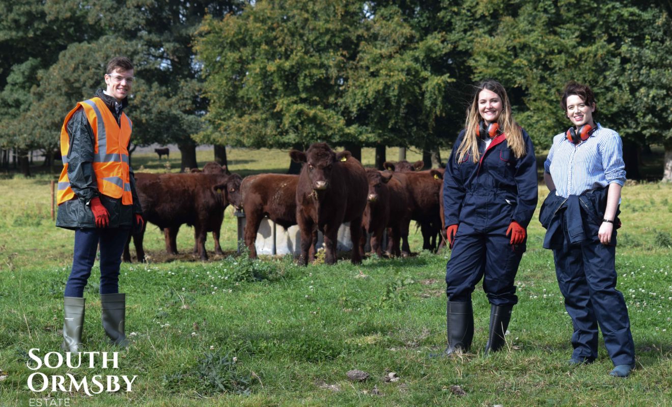 The team that look after the Lincoln Red Cattle