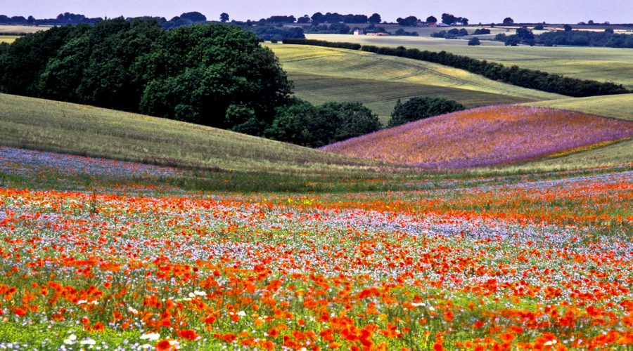 Lincolnshire field filled with flowers