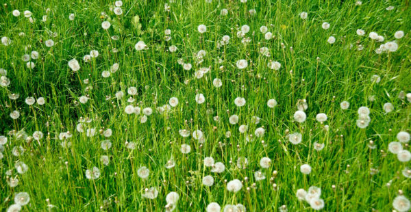 dandelions