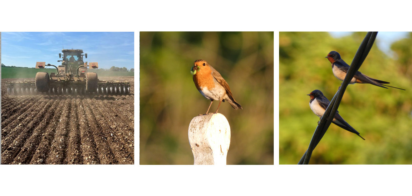 robin and swallows