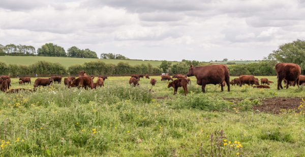 cattle