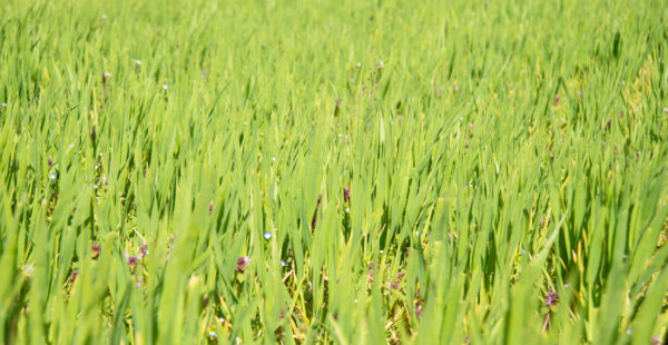 meadow