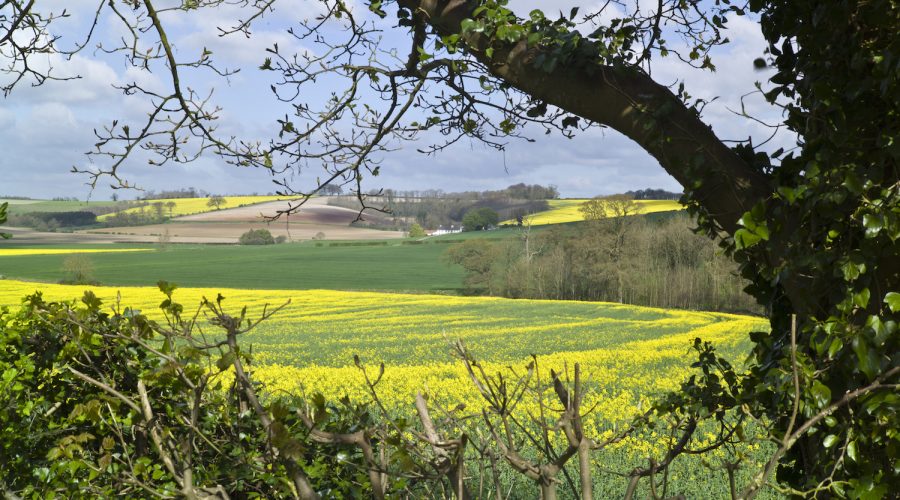 A view of the Lincolnshire countryside