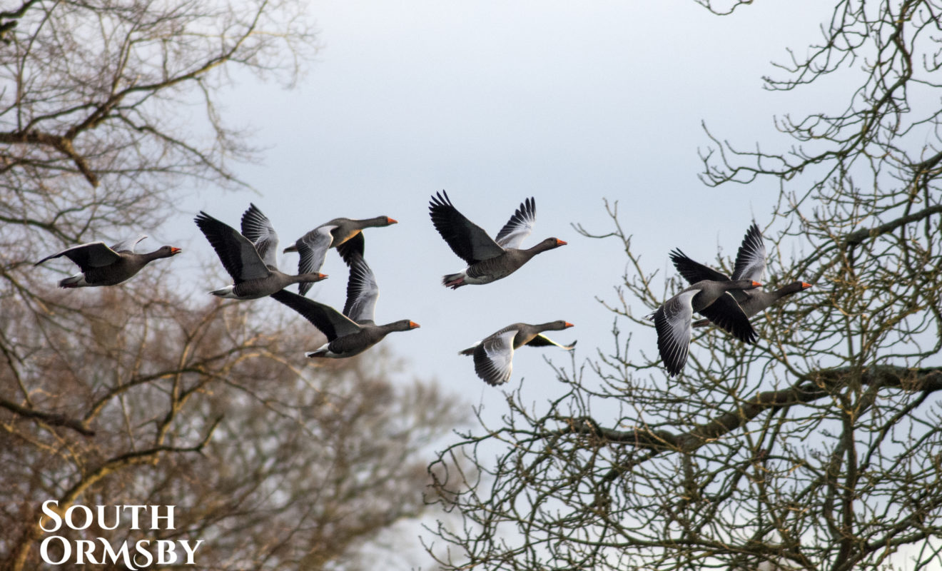 Geese Flying