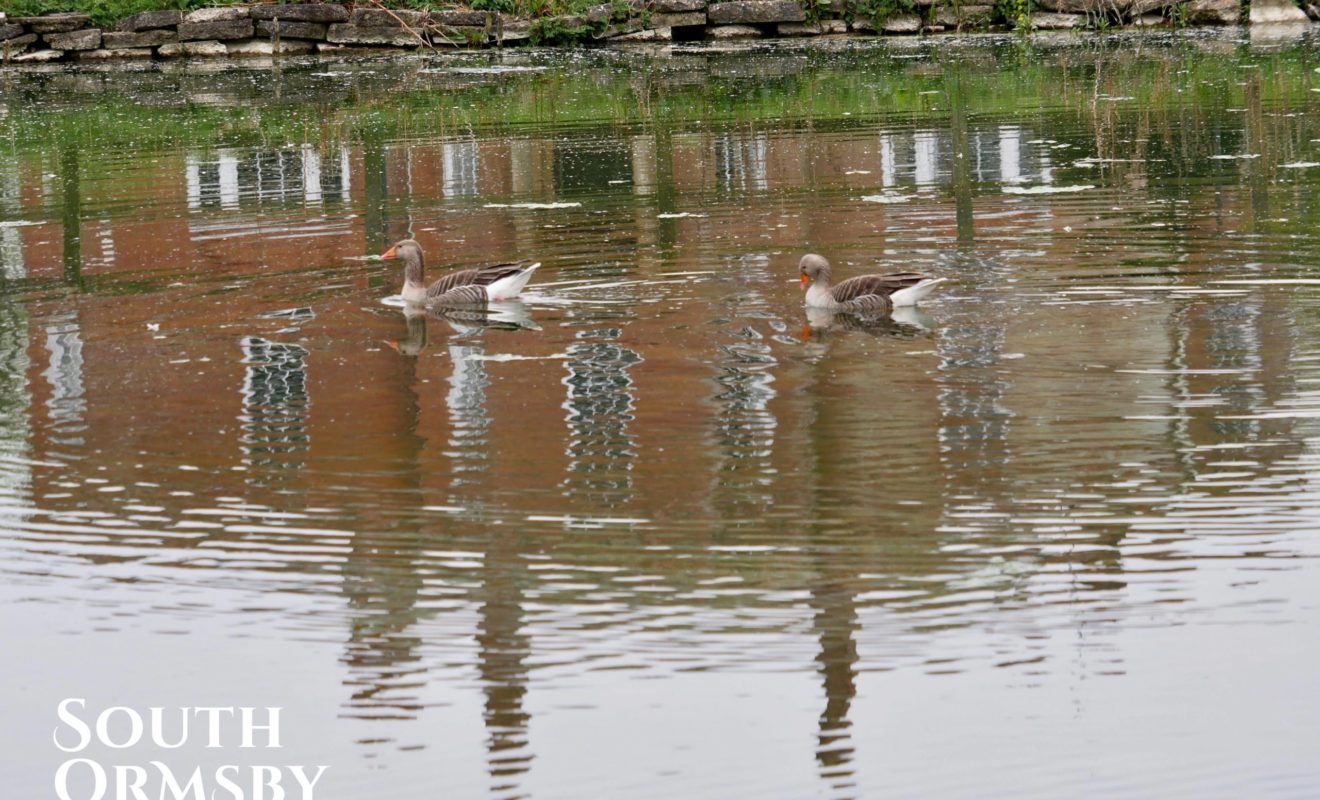 greylags in water