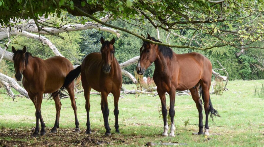 Group Of Horses