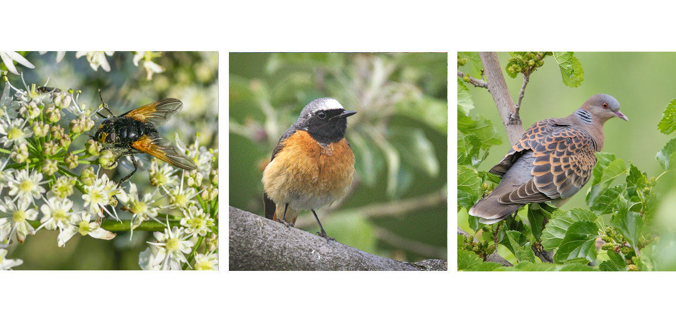 biodiversity