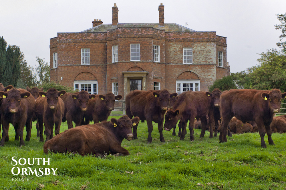 The Lincoln Red herd outside of South Ormsby