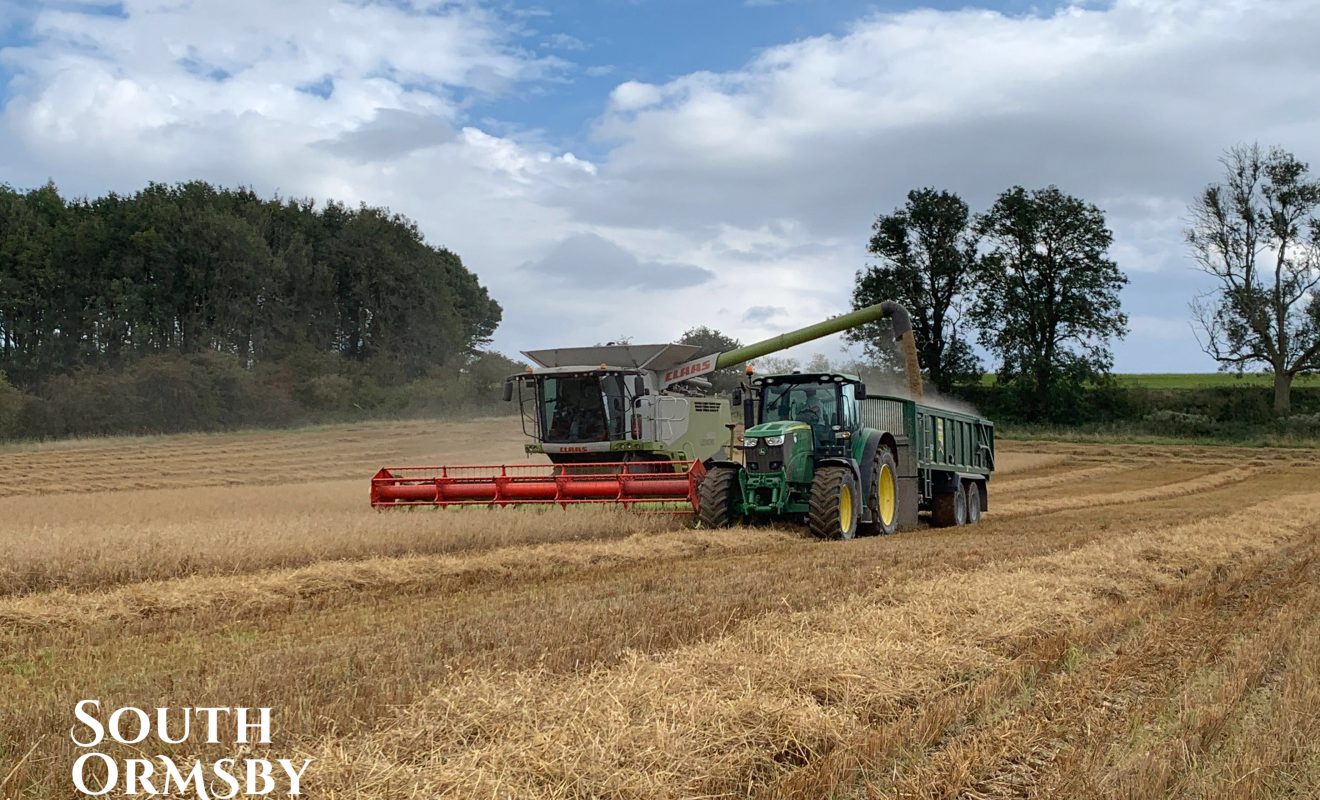 harvest spring oats