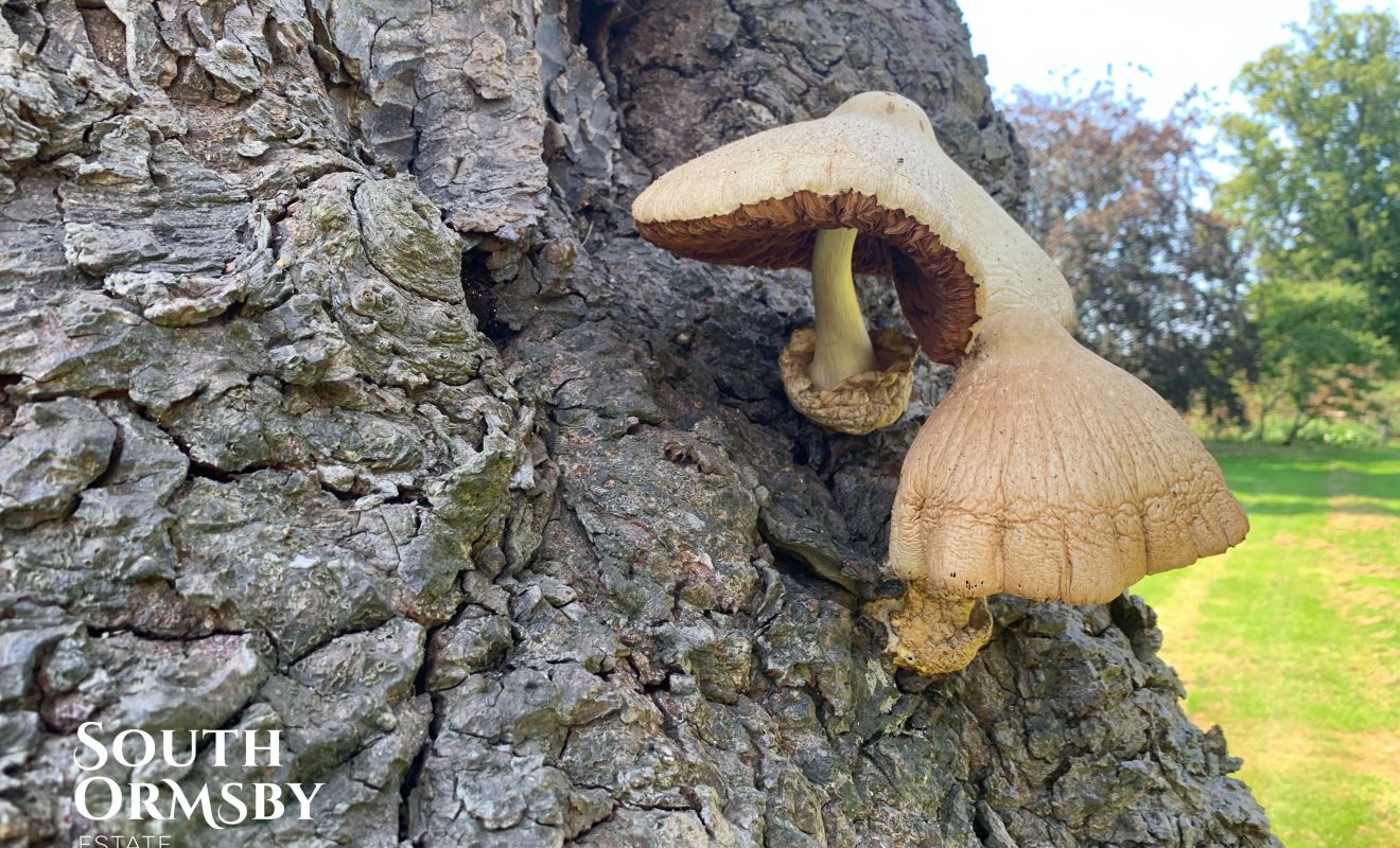 horse chestnut fungi