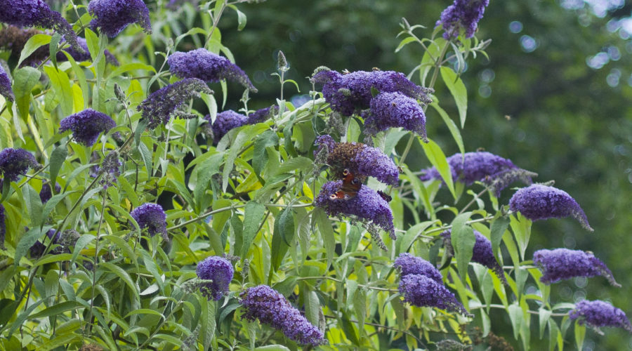 Lavender plants on south Ormsby Estate that have a butterfly on.